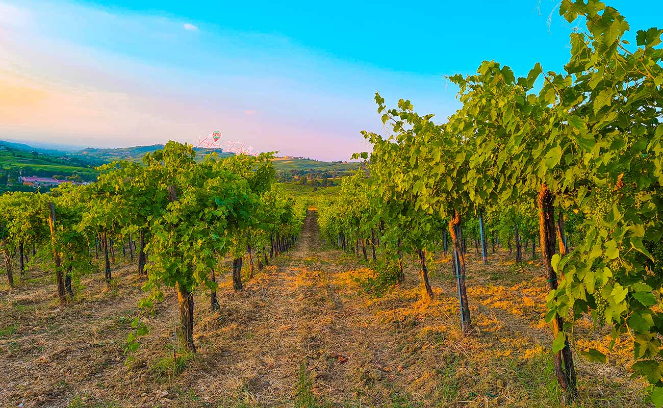 filari in Oltrepò pavese