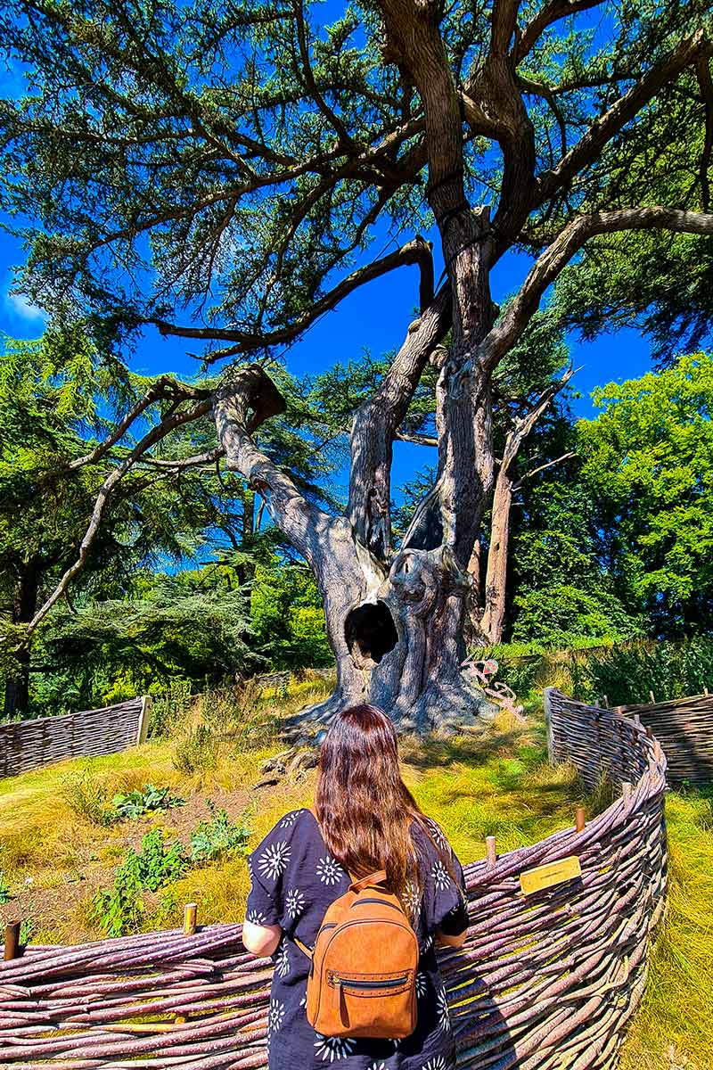 Albero di Piton Blenheim Palace